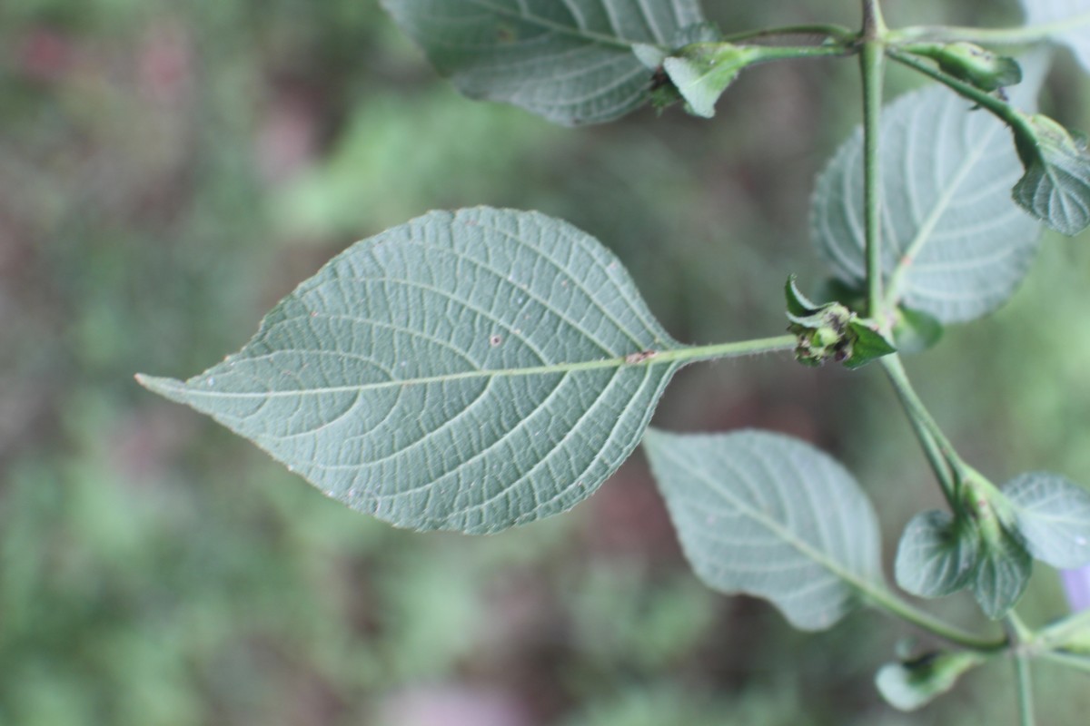 Strobilanthes exserta C.B.Clarke